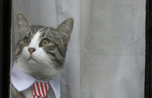 Assange tutuklandı, dünya kedi James'i konuştu!