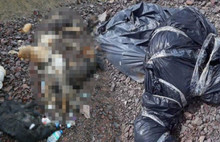 Ankara'da yine köpek katliamı