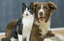 Meclis hayvan haklarını korumayı araştıracak