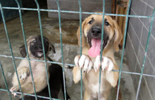 Sokak canları yeni yuvalarında yeni sahiplerini bekliyor