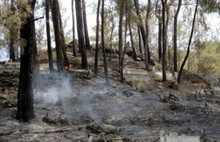 HDP'li vekilden orman yakanlara tepki