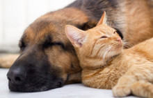 Hayvan Haklarını Koruma Komisyon Raporu Genel Kurulda