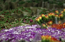 Süs bitkileri sektörü de sıkıntıda