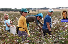 Urfa’da acı gerçek: 16 bin öğrenci mevsimlik işçisi
