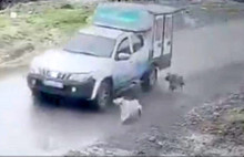 Pendik Belediyesi'nde görevli şoför, aracın önüne doğru koşan köpeklerden birisini ezdi