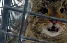 Hırsız yaban kedisi doğal ortamına bırakıldı