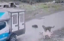 Köpek ezen belediyeci hakkında karar...