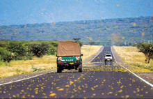 Çekirge istilası Afrika'yı tehdit ediyor: Türkiye de risk altında