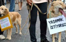 Gericiler bu kez hayvan hakları yasasına savaş açtı