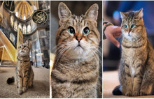 Ayasofya'nın kedisi Gli'den kötü haber