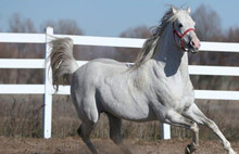 Katar'a şimdi de sperm sattık