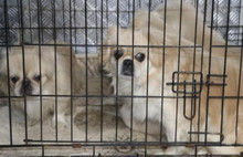 Ankara'da ikinci köpek faciası