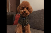 Sevimli köpeğin hukuk savaşı