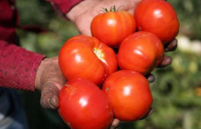 Domatesle ilgili korkutan açıklama! Böyle giderse…