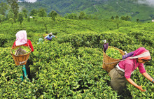 Sayıştay ÇAYKUR’u uyardı: Çaysız kalacağız