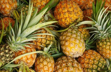 AKP Sudan'da ananas yetiştirecek!