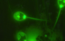 Nefes almayan bir canlı keşfedildi