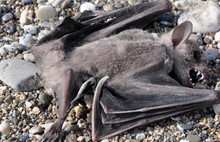 Antalya'da ölü yarasa paniği