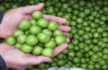 Yeşil eriğin fiyatına inanamayacaksınız