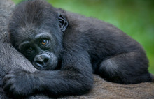 Gorillerin bitmeyen çilesi: Koronavirüs onları da vurabilir