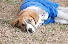 Türkiye'nin sevgilisi Fındık hayatını kaybetti