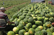 İran’dan karpuz ithalatına onay çıktı!
