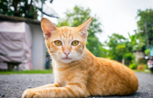 Ayrı anne babalar kısıtlamada çocuklarını görebilecek