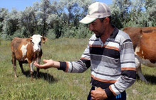 Korona bitmeden yeni kabus başladı: Kene