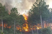 Altın madeni için ormanı mı yaktılar?