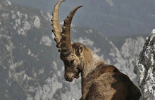 Katliam ihalesi iptal edildi ama...