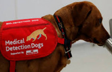 Köpekler koronavirüsün kokusunu alabiliyor