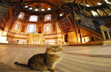 Ayasofya'nın kedisi Gli'den iyi haber