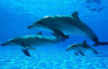 Hamsiyi kurtarmak için Yunusları avlayalım önerisi