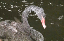 Ankara'da soğuk gece: Kuğular da buz tuttu