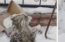 Hayvan Hakları yasası meclise geliyor