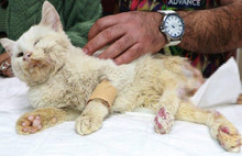 Vahşet: Sakız'a tüfekle 8 el ateş edilmiş