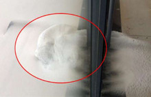 Karlar Altındaki Köpek İçin Bakın Ne Dediler?