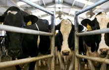 Hayvanlara yapılan Aşılar da İthal Ediliyor