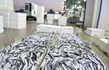 2 Aylık Hamsi'yi Kimler Stokladı?