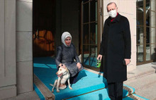 Hayvan Hakları Yasası Talimata Rağmen Geciktiriliyor