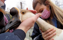 Kuğulupark'ın Kuğuları Bakımdan Geçti