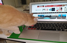 Kedili Çalışma Ofisleri Açıldı