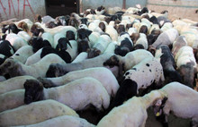 TİGEM arazisinde otladıkları için gözaltına alınan koyunlar serbest bırakıldı