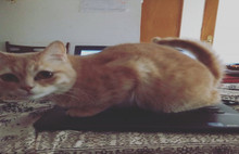 Evcil Hayvanlarla Vakit geçirmek Strese iyi geliyor