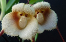 Şimdi de Maymun Çiçeği Virüsü Alarmı