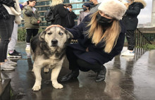 Lüks Sitede Köpek Kavgası; Genç Kadına Samuray Kılıçlı Tehdit...