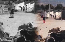 Köpeğe Uygulanan Vahşet Haberlerine Erişim Engeli