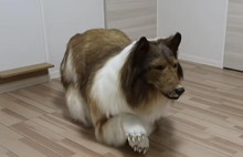 Köpek gibi görünmek için 260 bin TL harcadı