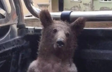 Balı Fazla Kaçıran Ayı Bayıldı