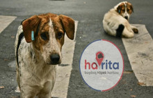 Güvenç Dağüstün Havrita'yı Terör Örgütü İlan Etti